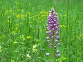 42_Orchis militaire_2